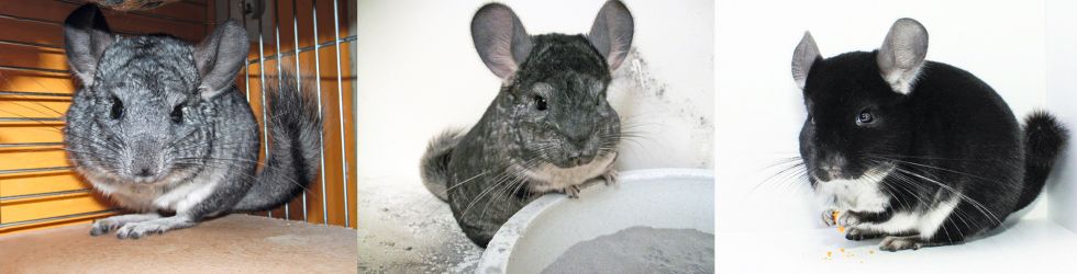 Chinchilla ((© by RÖK)