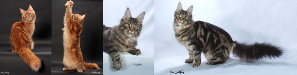 Katzen (© by Blue Danube Cat Club)
