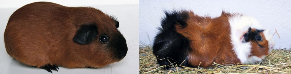 Meerschweinchen (© by RÖK)