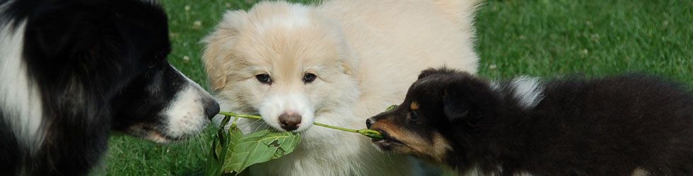 Hunde (© by ÖKV)